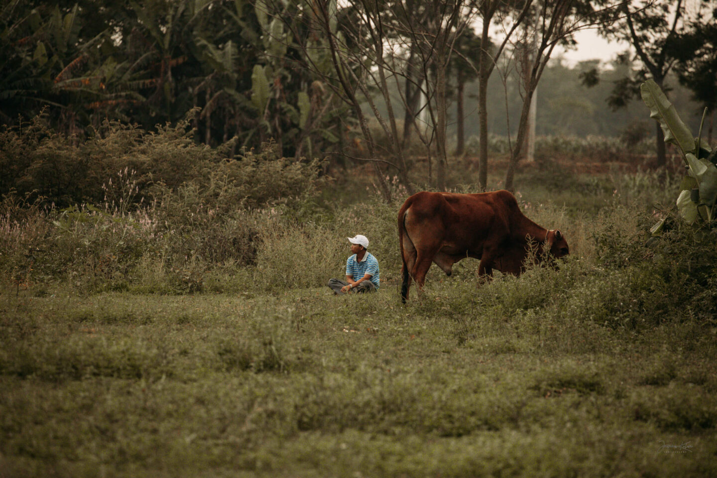 A cattle farmer takes a break from work in a village on the outskirts of Hoi An, Central Vietnam.