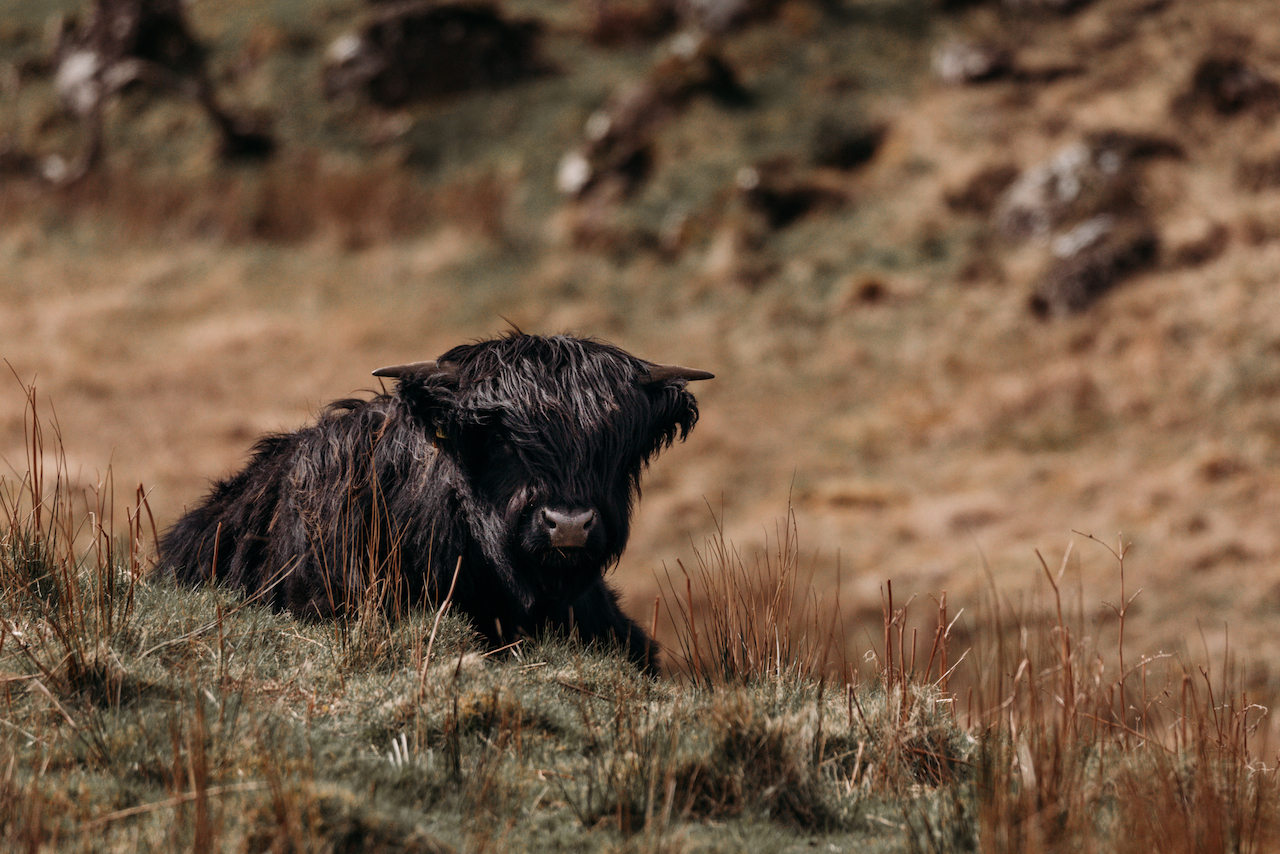 Highland cow in the Isle of Mull, Scotland, Inner Hebrides 