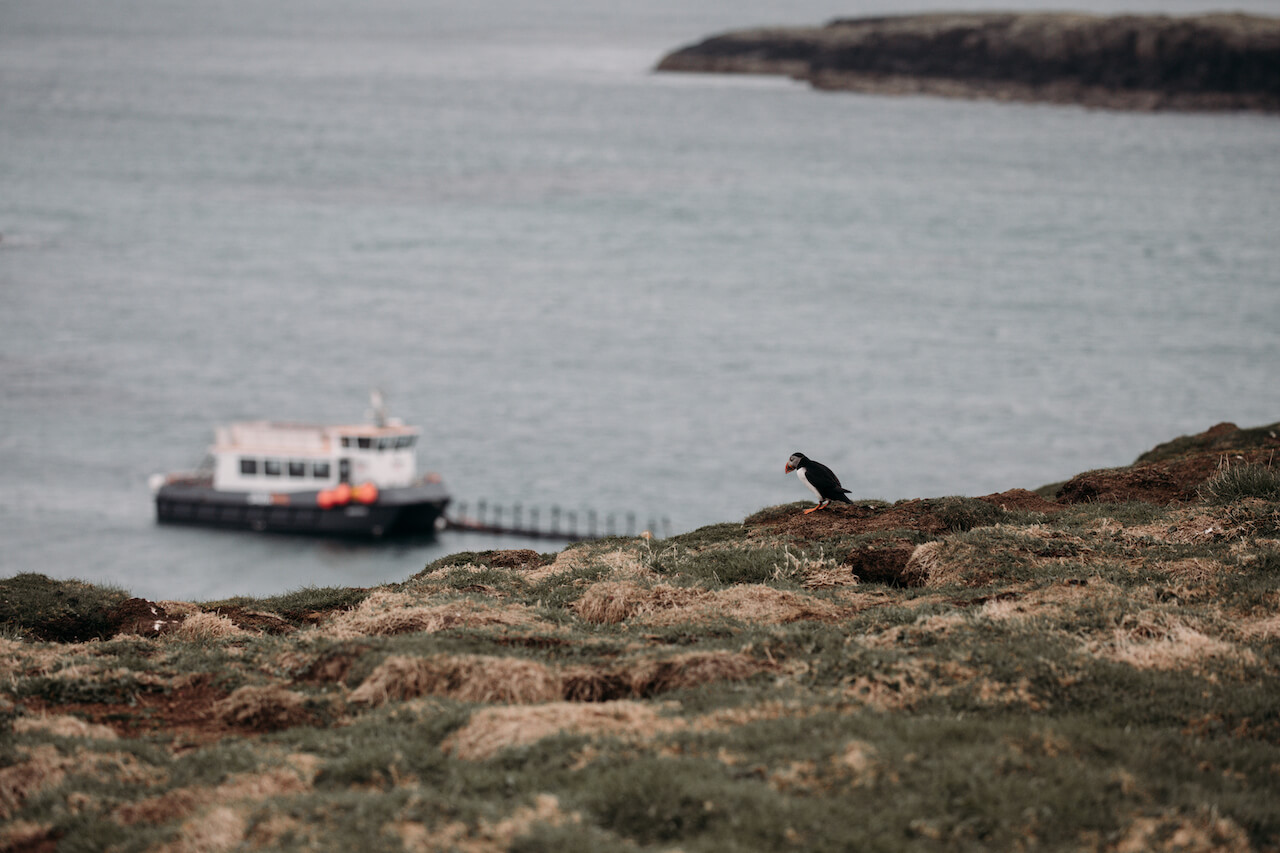 A puffin watching a boat in the Isle of Lunga, Scotland, Inner Hebrides 