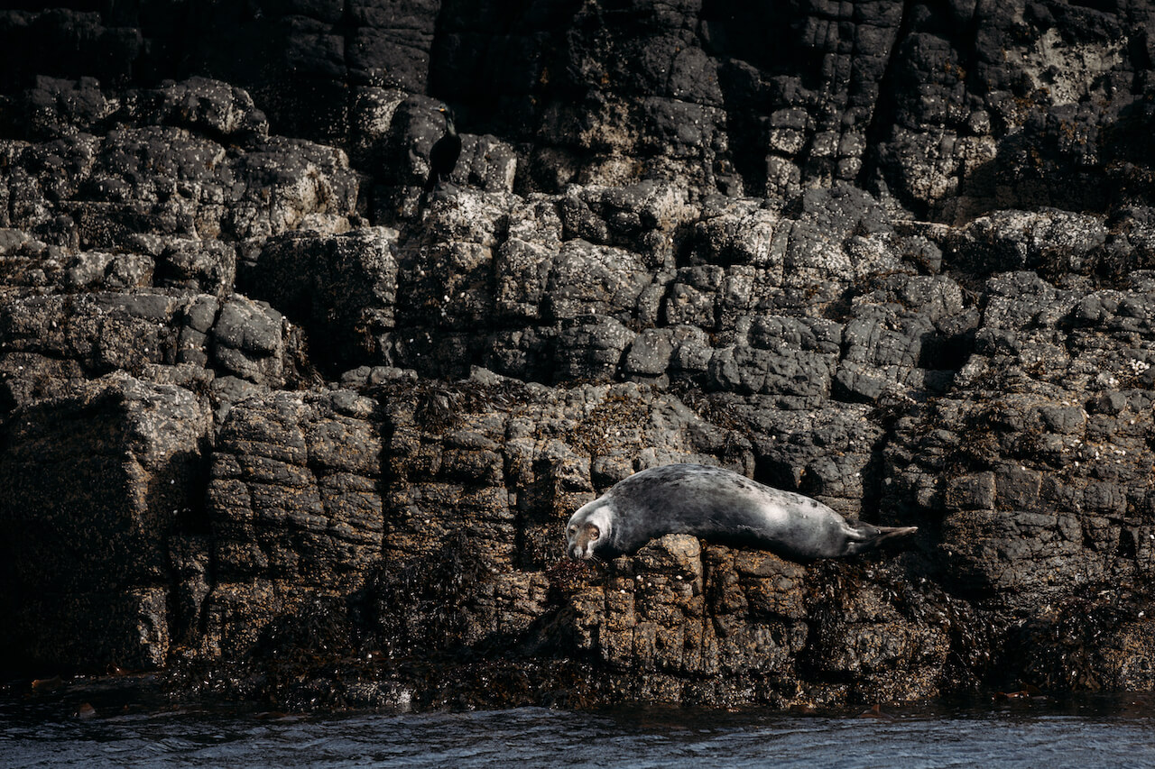 A seal resting on the skerry, Isle of Mull, Scotland 