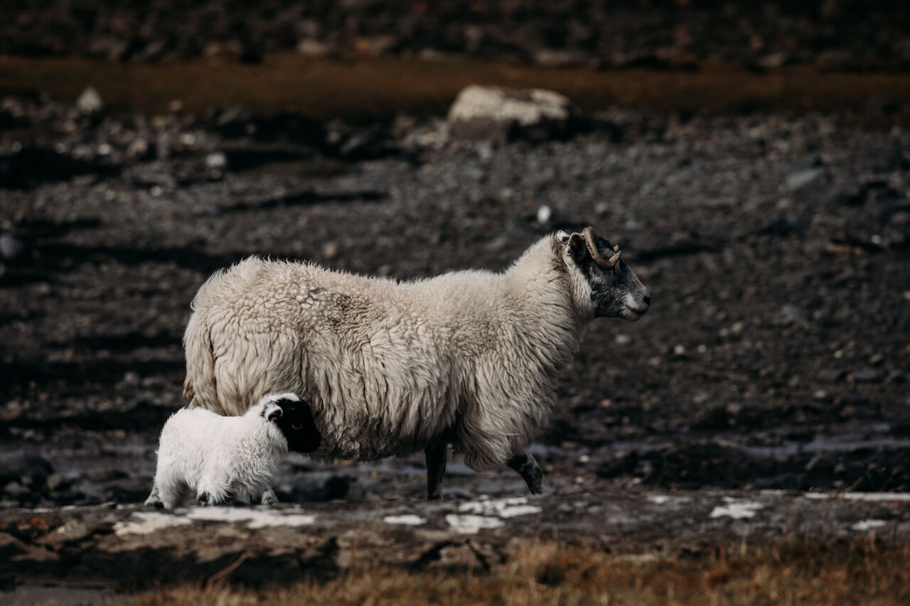 Sheep in the Isle of Mull, Scotland, Inner Hebrides 