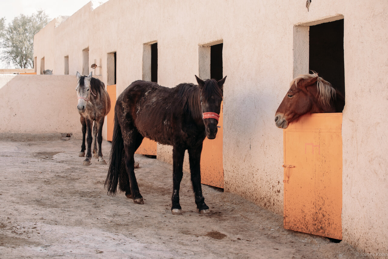 Unusual ways to experience Marrakech - Jarjeer Donkey and Mule Sanctuary