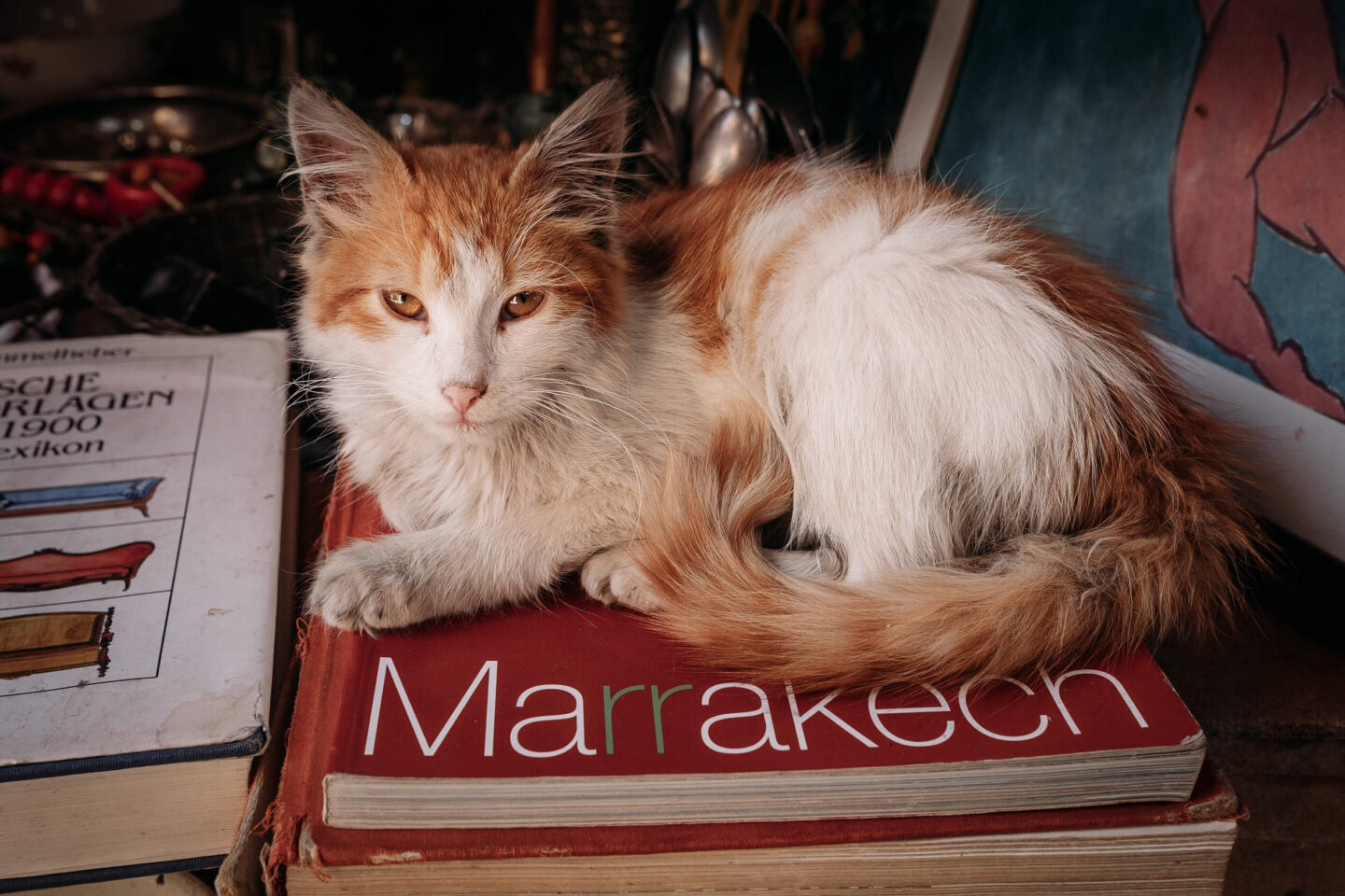 a cat laying on the book in the medina of Marrakech 