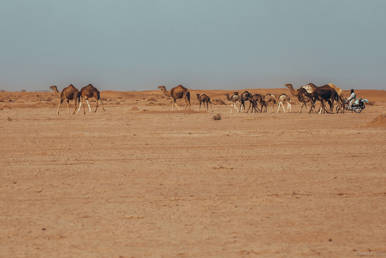 Camels in the Sahara desert, Morocco