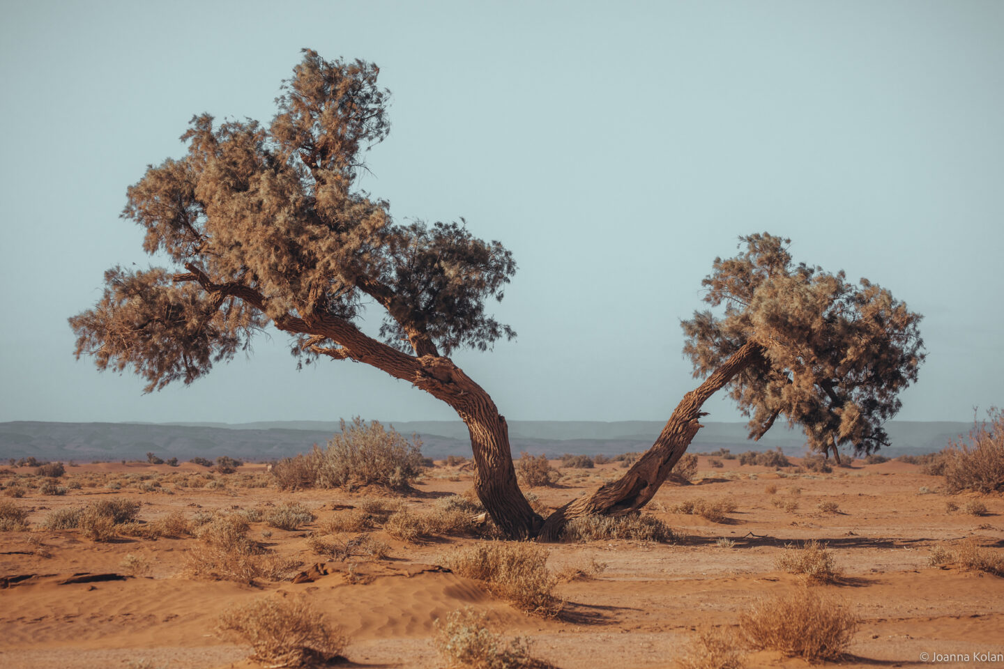 A lonely tree in the Sahara Desert, Morocco