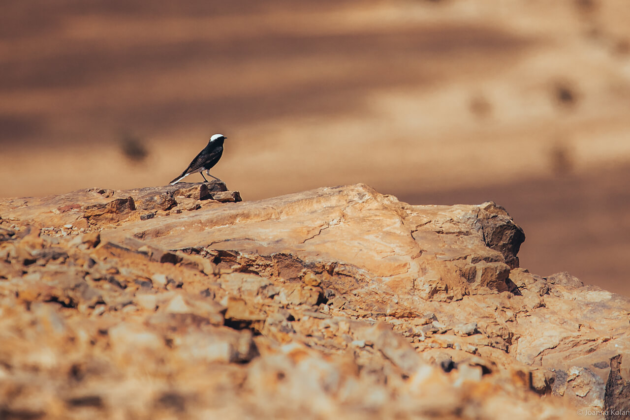 A bird in the Sahara desert, Morocco