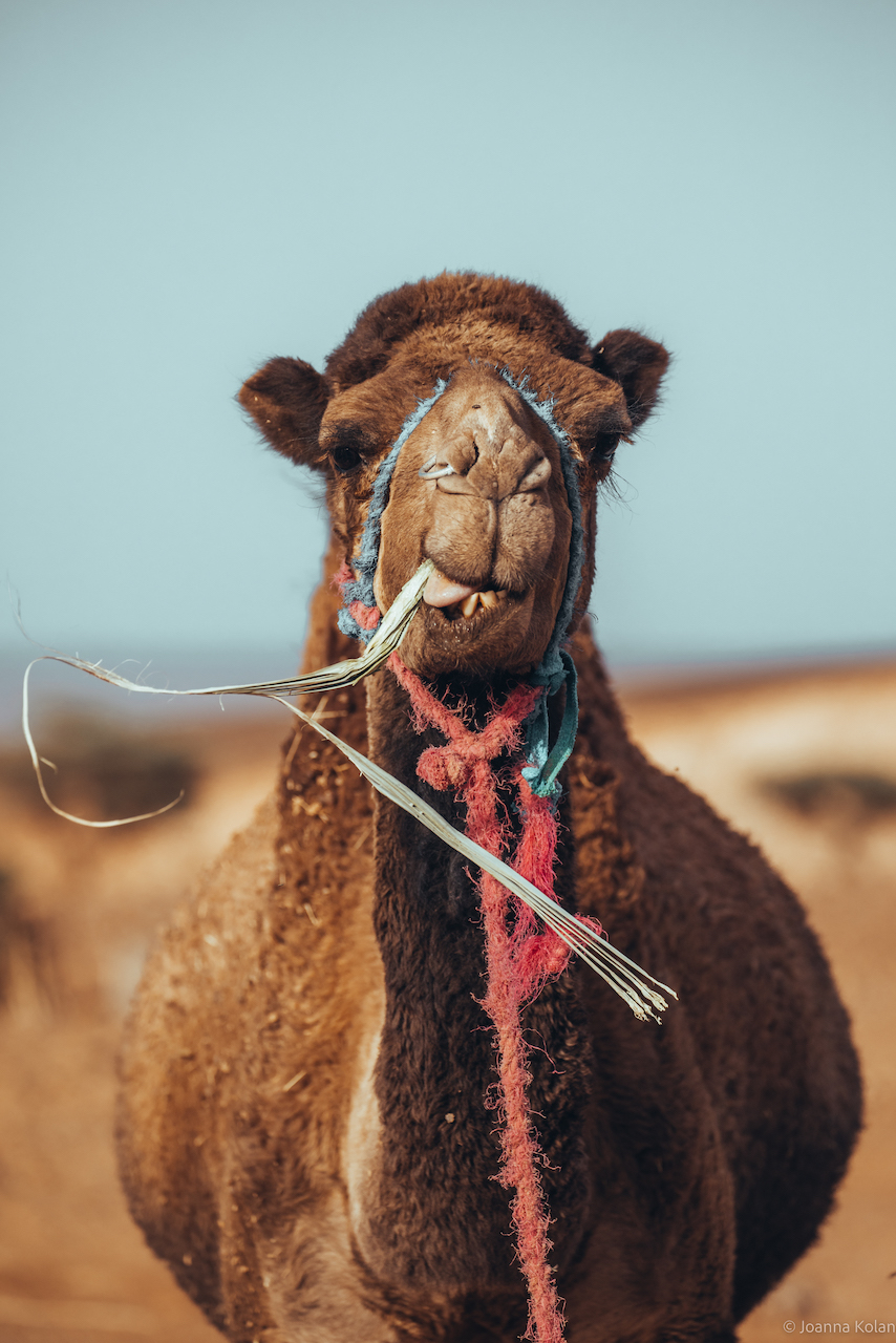 A camel in the Sahara desert, Morocco