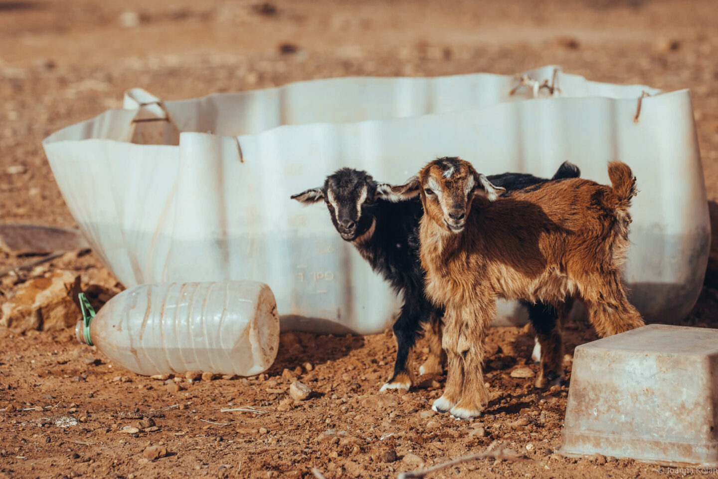 Goats in the Sahara desert, Morocco